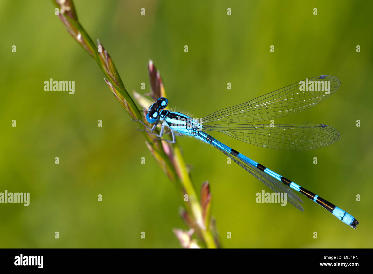 Comune Damselfly blu, maschio, appollaiato su erba, la lucertola, Cornwall, Inghilterra, Regno Unito. Foto Stock