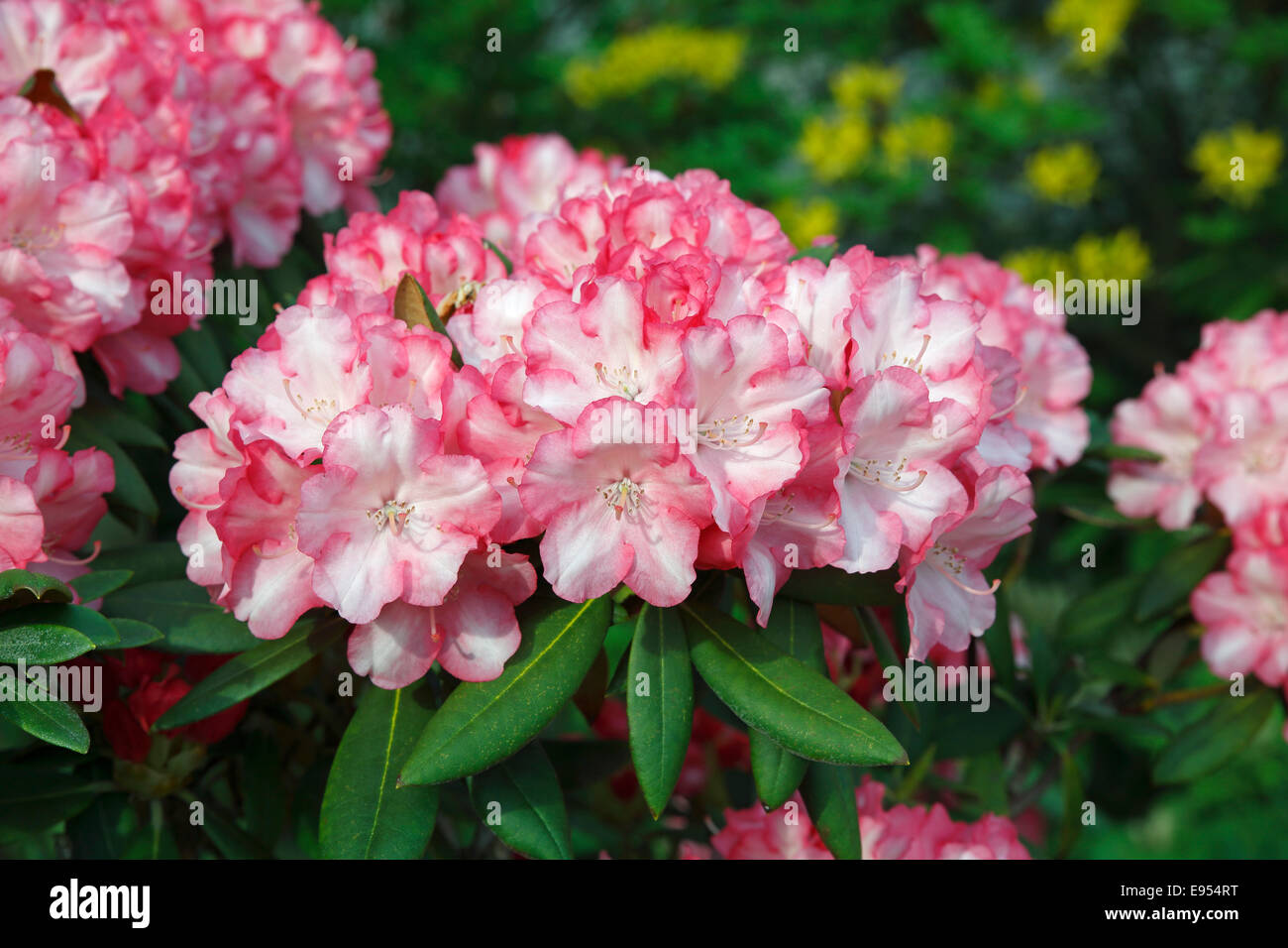 Rhododendron (Rhododendron), fioritura Foto Stock