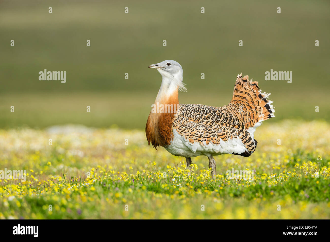 Grande (Bustard Otis tarda), Estremadura, Spagna Foto Stock