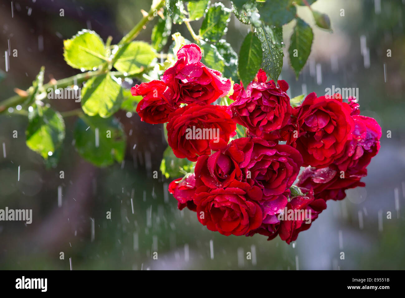 Rose rosse (Rosa) sotto la pioggia, Germania Foto stock - Alamy