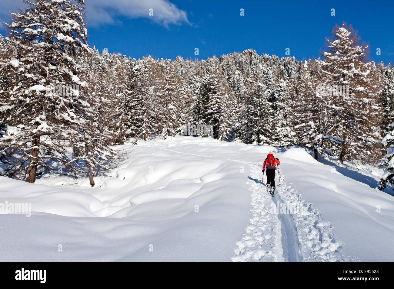 Ski tourer durante la salita del Mt Juribrutto, Val di Fiemme, Dolomiti, Trentino, Italia Foto Stock