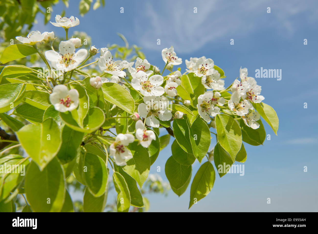 Pear Tree (Pyrus communis), cultivar, ramo di fiori e foglie, Turingia, Germania Foto Stock