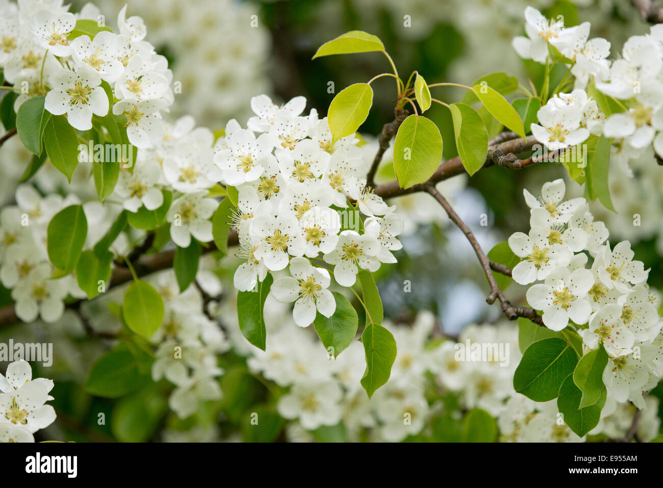 Pear Tree (Pyrus communis), cultivar, ramo di fiori e foglie, Turingia, Germania Foto Stock