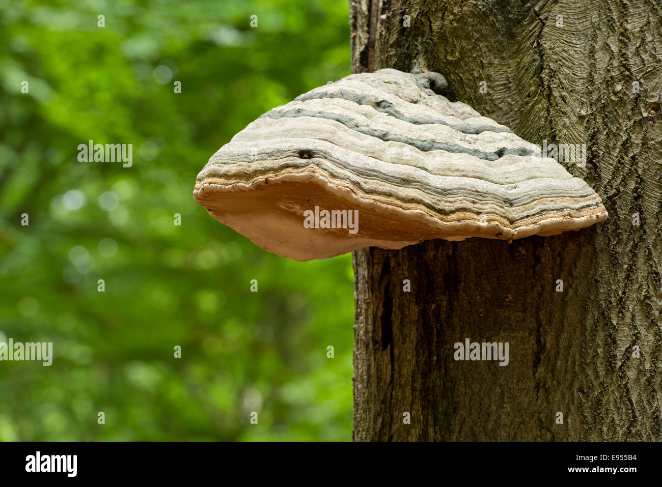 Tinder fungo (Fomes fomentarius) su un faggio (Fagus sylvatica), Darss, Western Pomerania Area Laguna Parco Nazionale Foto Stock