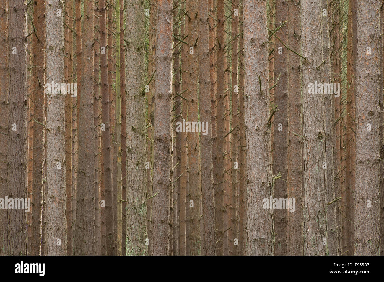 Di pino silvestre (Pinus sylvestris), pino monocoltura, Holzacker, Darß, Western Pomerania Area Laguna Parco Nazionale Foto Stock