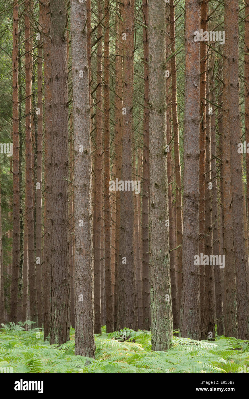 Di pino silvestre (Pinus sylvestris), pino monocoltura, Holzacker, Darß, Western Pomerania Area Laguna Parco Nazionale Foto Stock