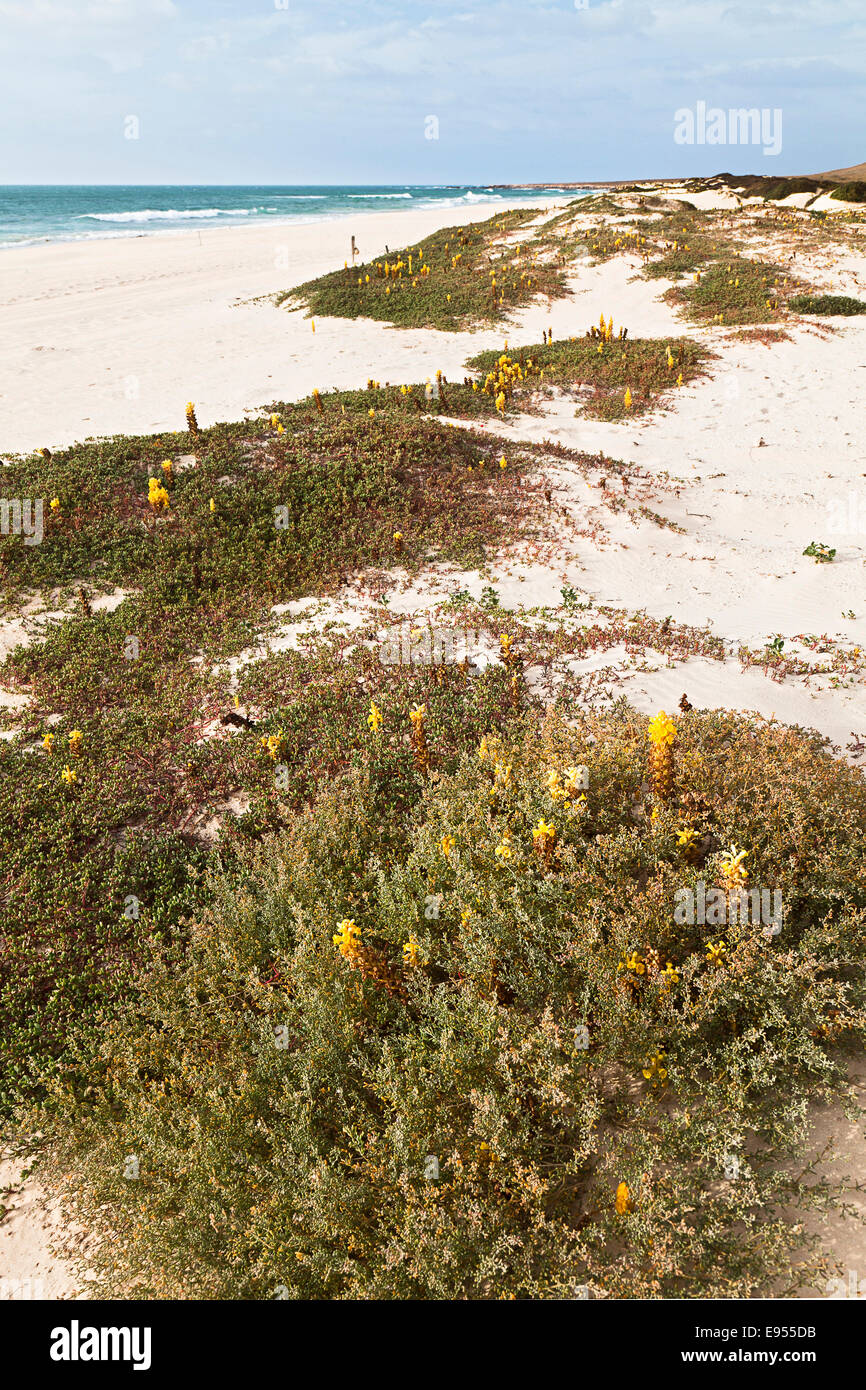 Fioritura giallo deserto Succhiamele prataiolo piante (Cistanche deserticola) sulla spiaggia di Varandinha, Praia de Chave, sull'isola di Boa Vista Foto Stock