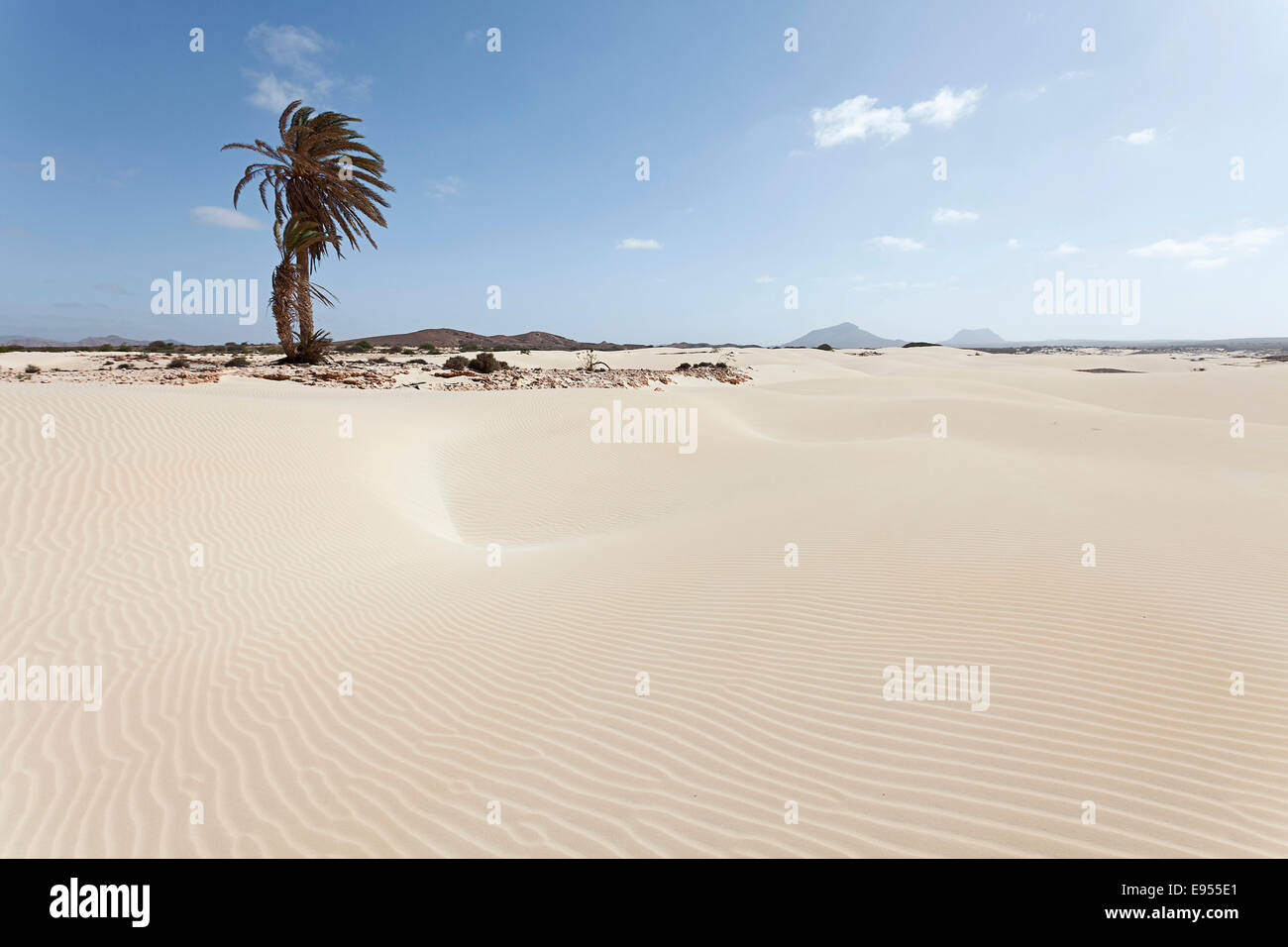 Solitario Palm tree nelle dune di sabbia del deserto Deserto Viana, sull'isola di Boa Vista, Capo Verde, Repubblica di Capo Verde Foto Stock