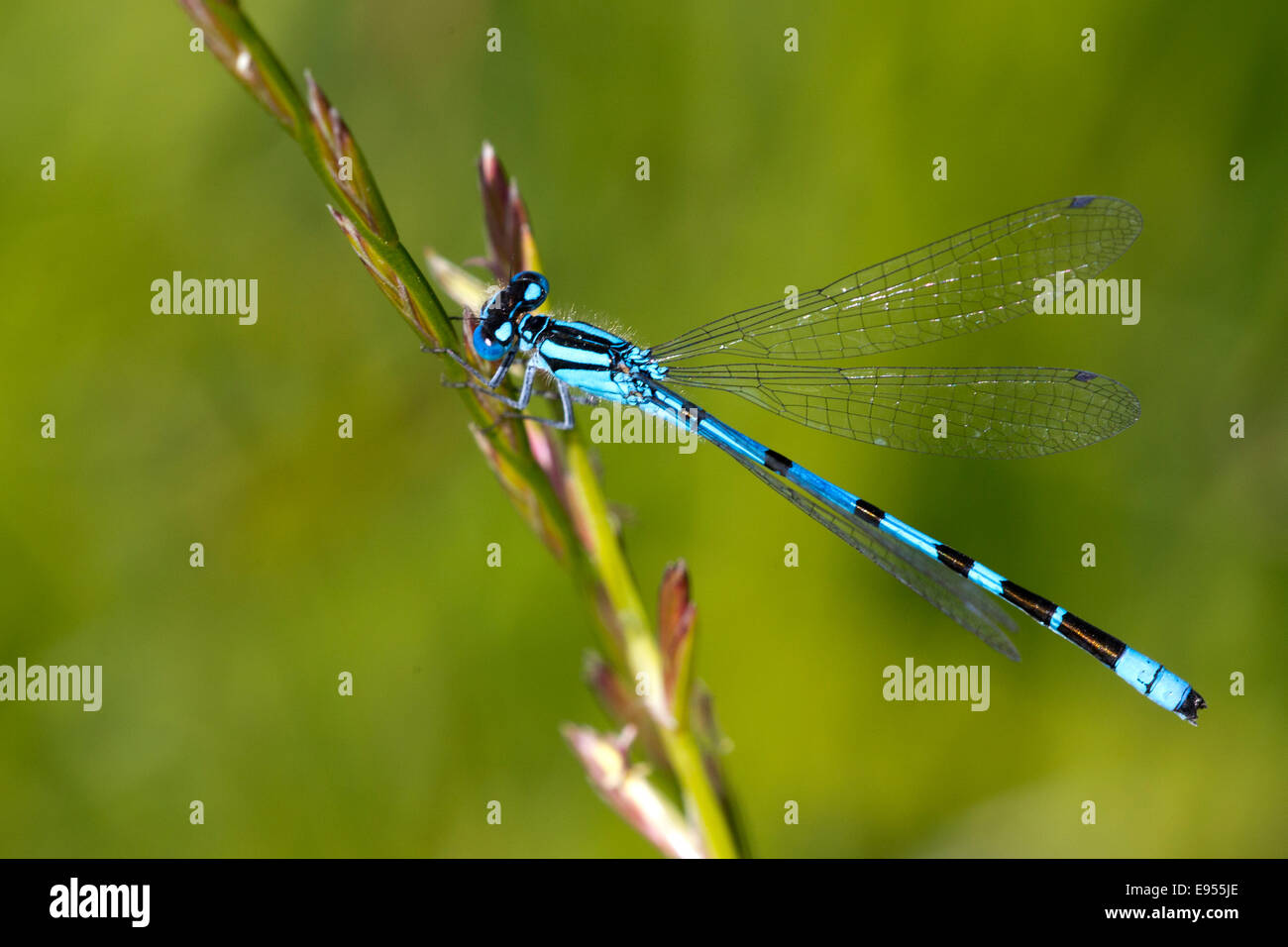 Comune Damselfly blu, maschio, appollaiato su erba, la lucertola, Cornwall, Inghilterra, Regno Unito. Foto Stock