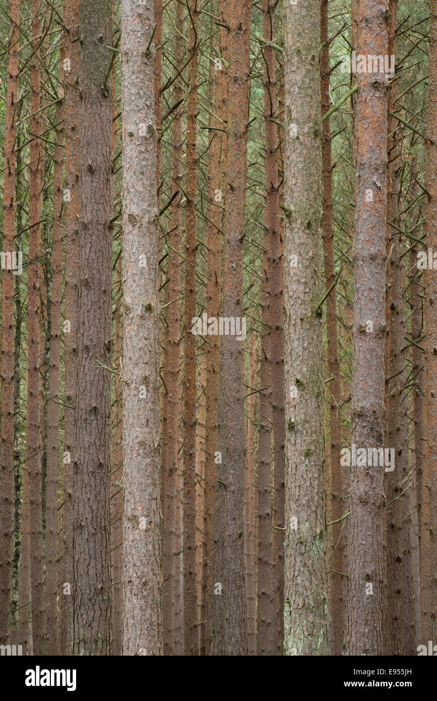 Di pino silvestre (Pinus sylvestris), pino monocoltura, Holzacker, Darß, Western Pomerania Area Laguna Parco Nazionale Foto Stock