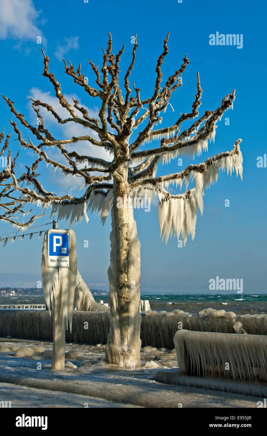 Albero rivestito di uno spesso strato di ghiaccio sulla passeggiata sul Lago di Ginevra, Versoix, Cantone di Ginevra, Svizzera Foto Stock