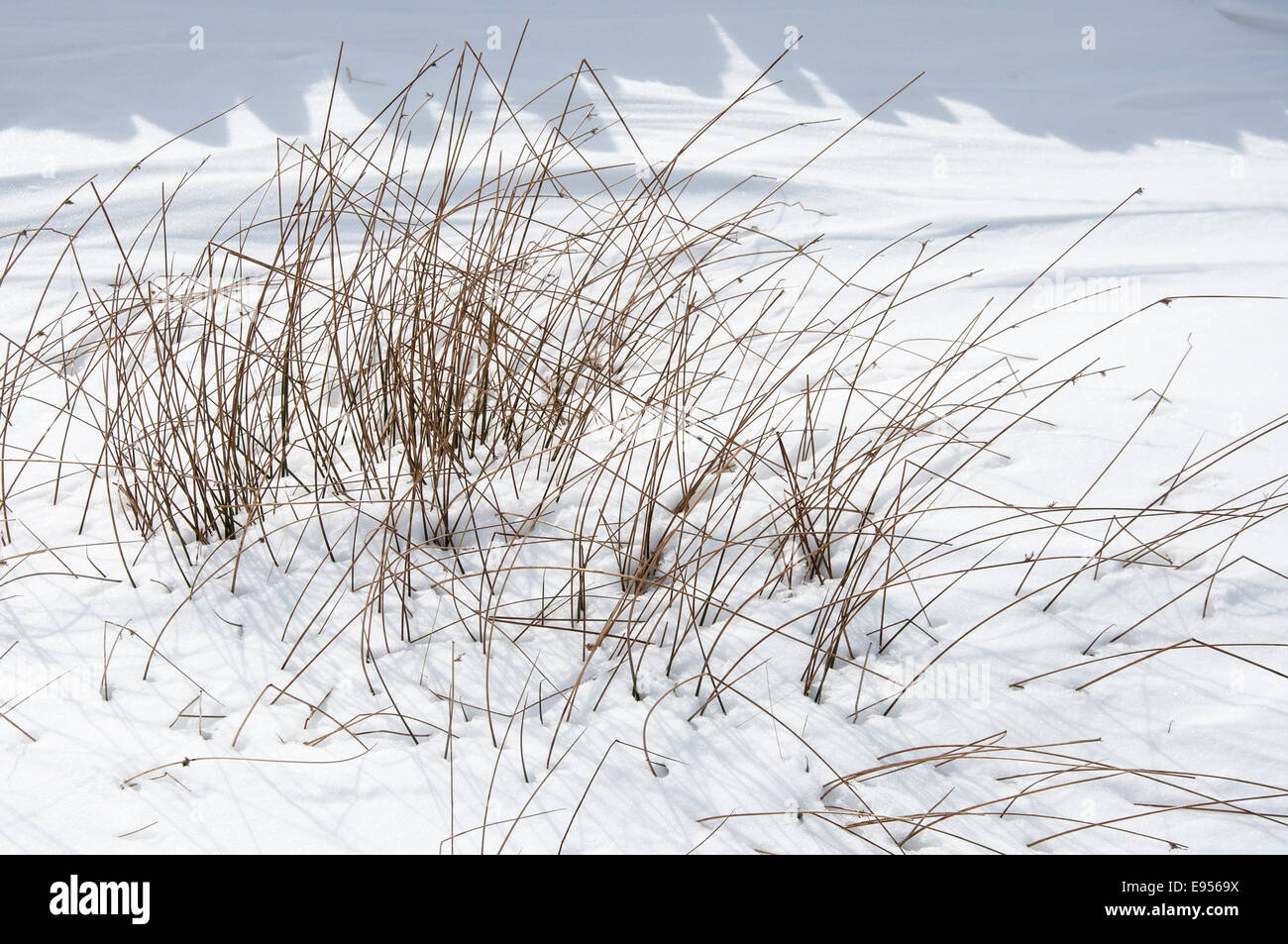 Inverno erbe gettando ombre sulla neve in inverno il paesaggio nei pressi di Hayfield, Derbyshire. Foto Stock