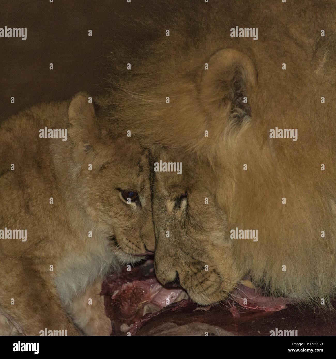 I Lions (Panthera leo) alimentazione, Namibia Foto Stock
