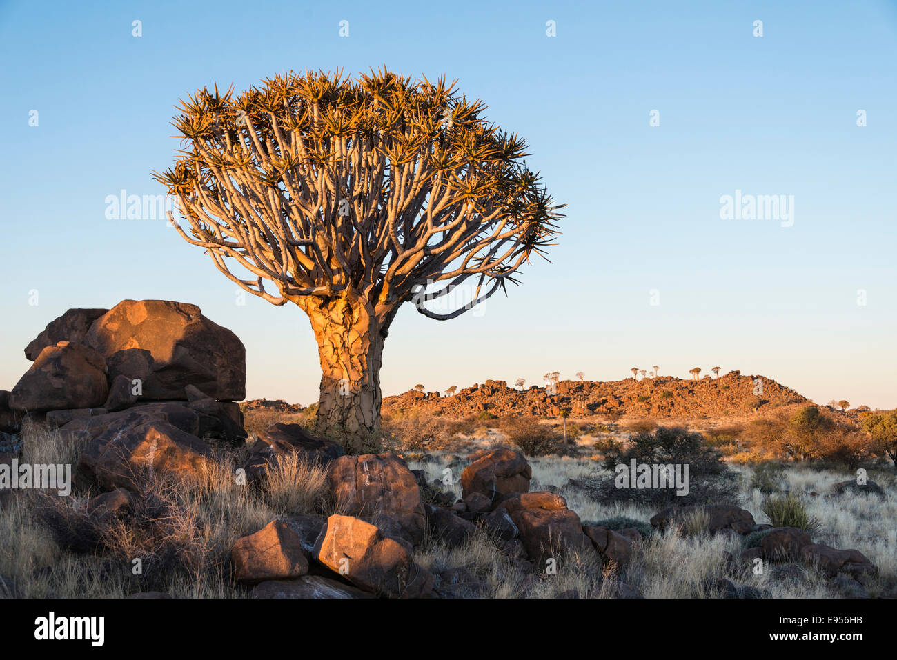 Faretra albero o Kocurbaum (Aloe dichotoma), nei pressi di Keetmanshoop, Namibia Foto Stock