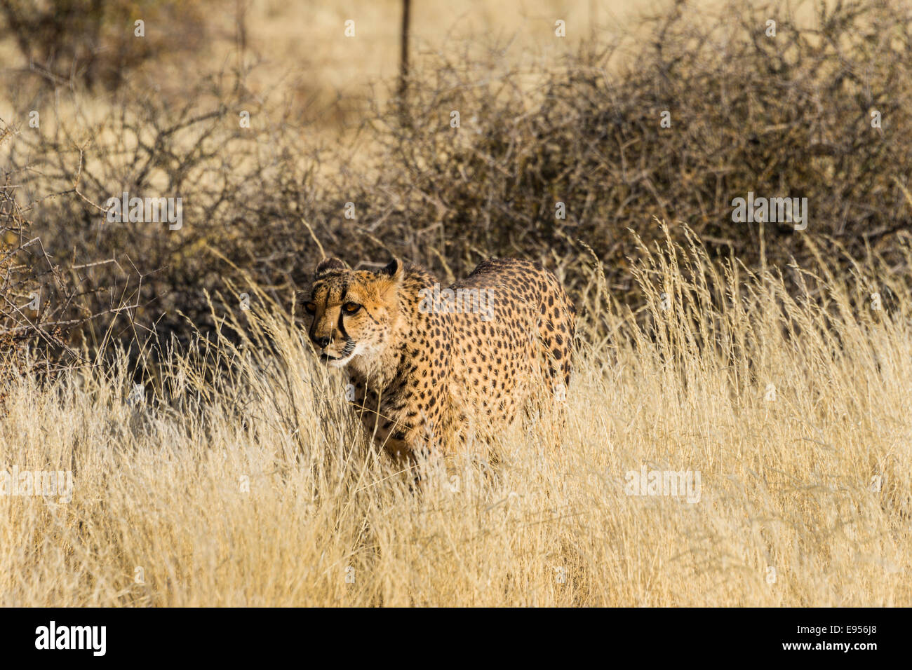 Ghepardo (Acinonyx jubatus) stalking attraverso l'erba alta, Namibia Foto Stock