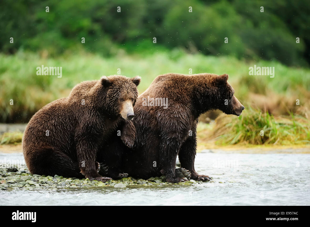 L'orso bruno (Ursus arctos), femmina con la sua discendenza, 2 anni, seduto sulla riva del fiume, e l'attesa per il salmone Foto Stock