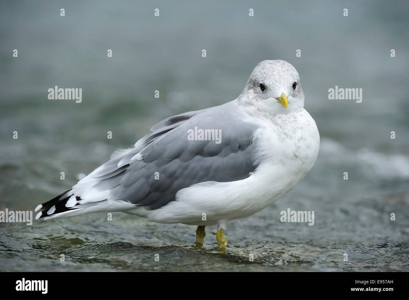 Gabbiano comune (Larus canus) in piedi in acqua, Katmai National Park, Alaska Foto Stock