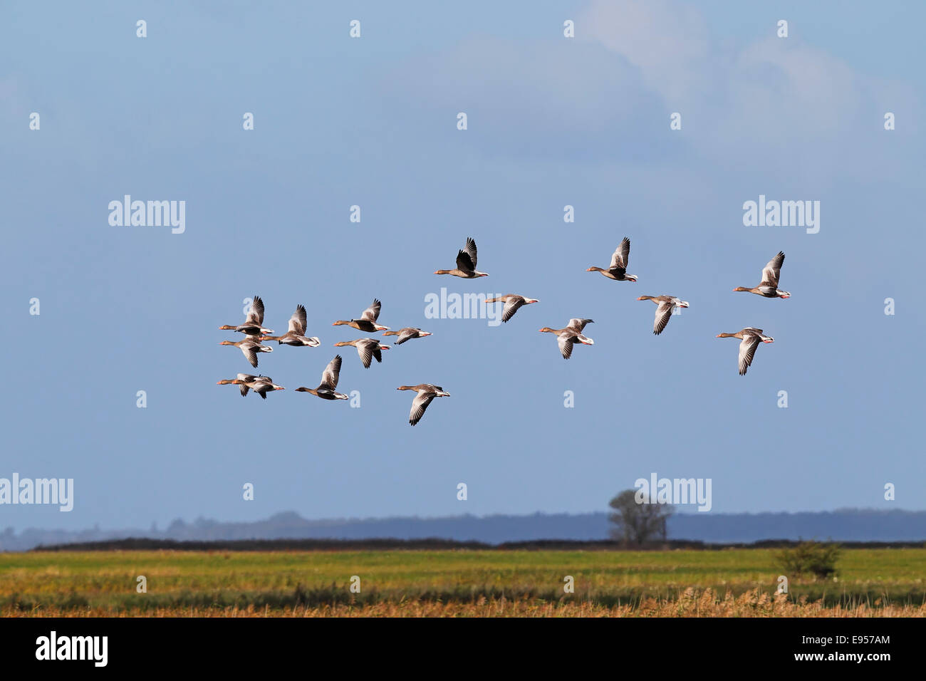 Flying graylag oche (Anser anser), la migrazione degli uccelli, rientrano la migrazione, Meclemburgo-Pomerania Occidentale, Germania Foto Stock