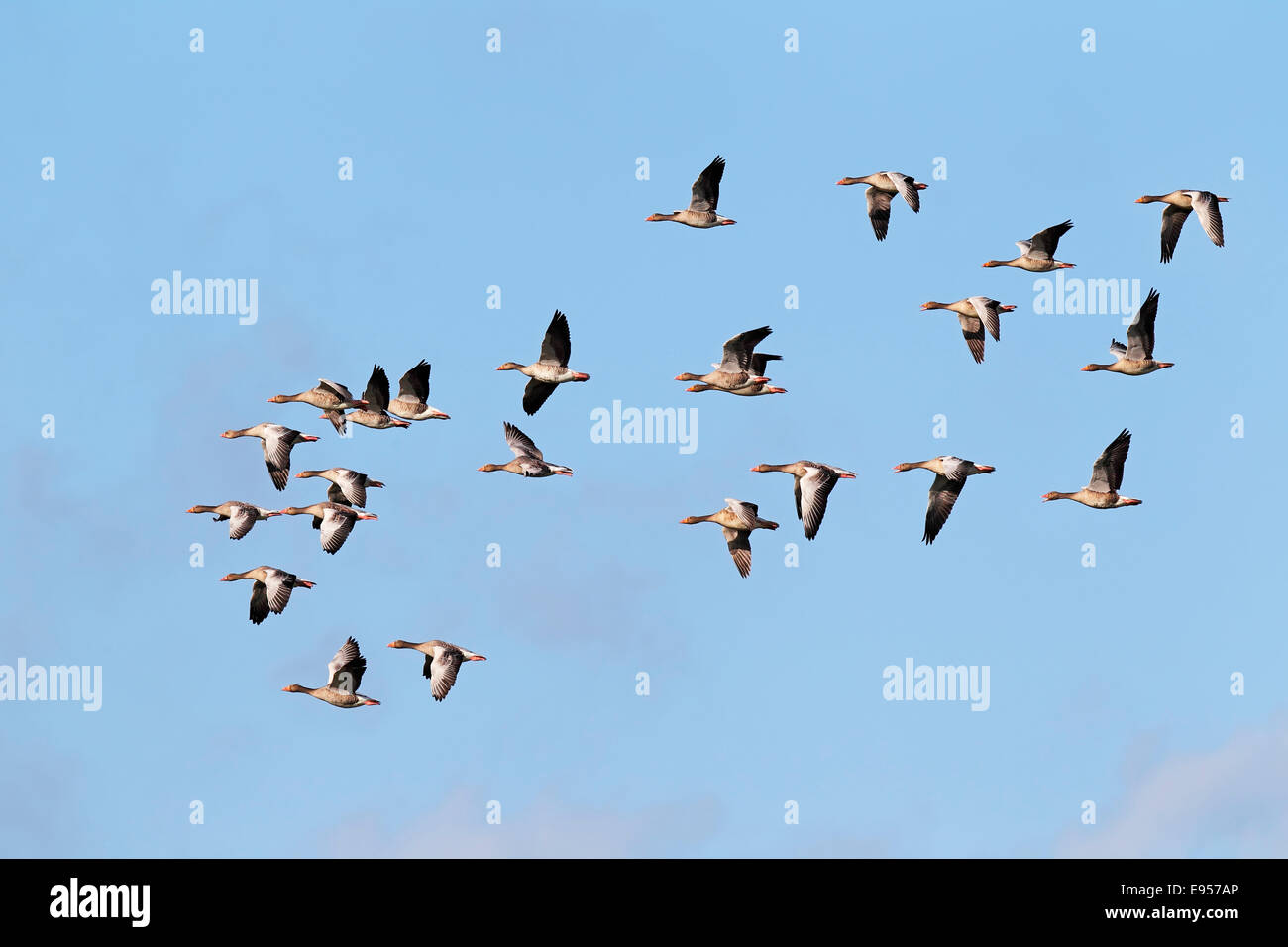 Flying graylag oche (Anser anser), la migrazione degli uccelli, rientrano la migrazione, la Pomerania occidentale Area Laguna Parco Nazionale Foto Stock