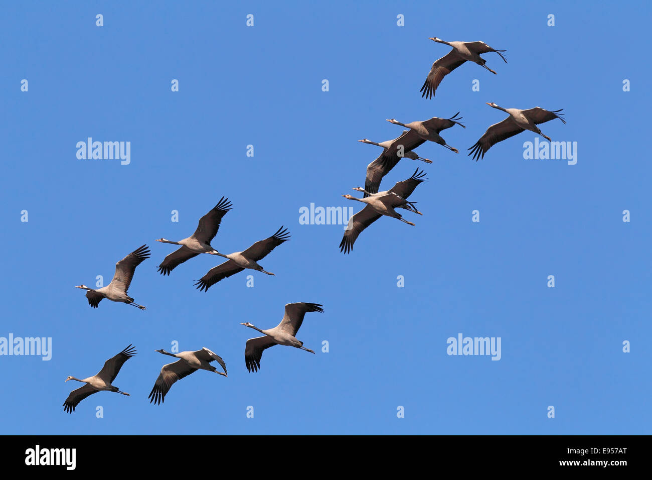 Flying gru grigio (grus grus), la migrazione degli uccelli, Rügen-Bock regione Pomerania occidentale Area Laguna Parco Nazionale Foto Stock
