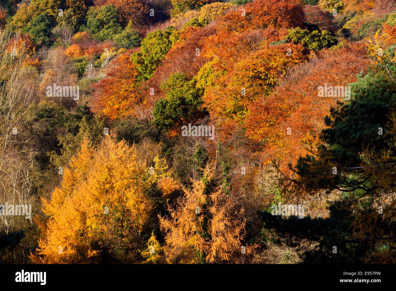 Lagan Valley Regional Park, Belfast, Irlanda del Nord, autunno autunno, barnets park, Malone House Foto Stock