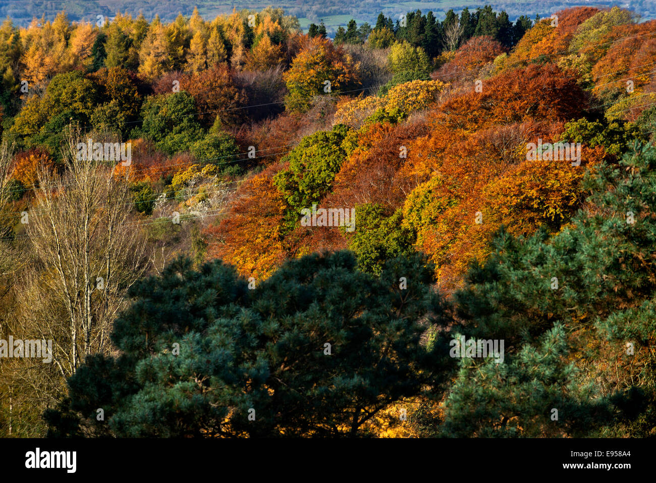 Lagan Valley Regional Park, Belfast, Irlanda del Nord Foto Stock