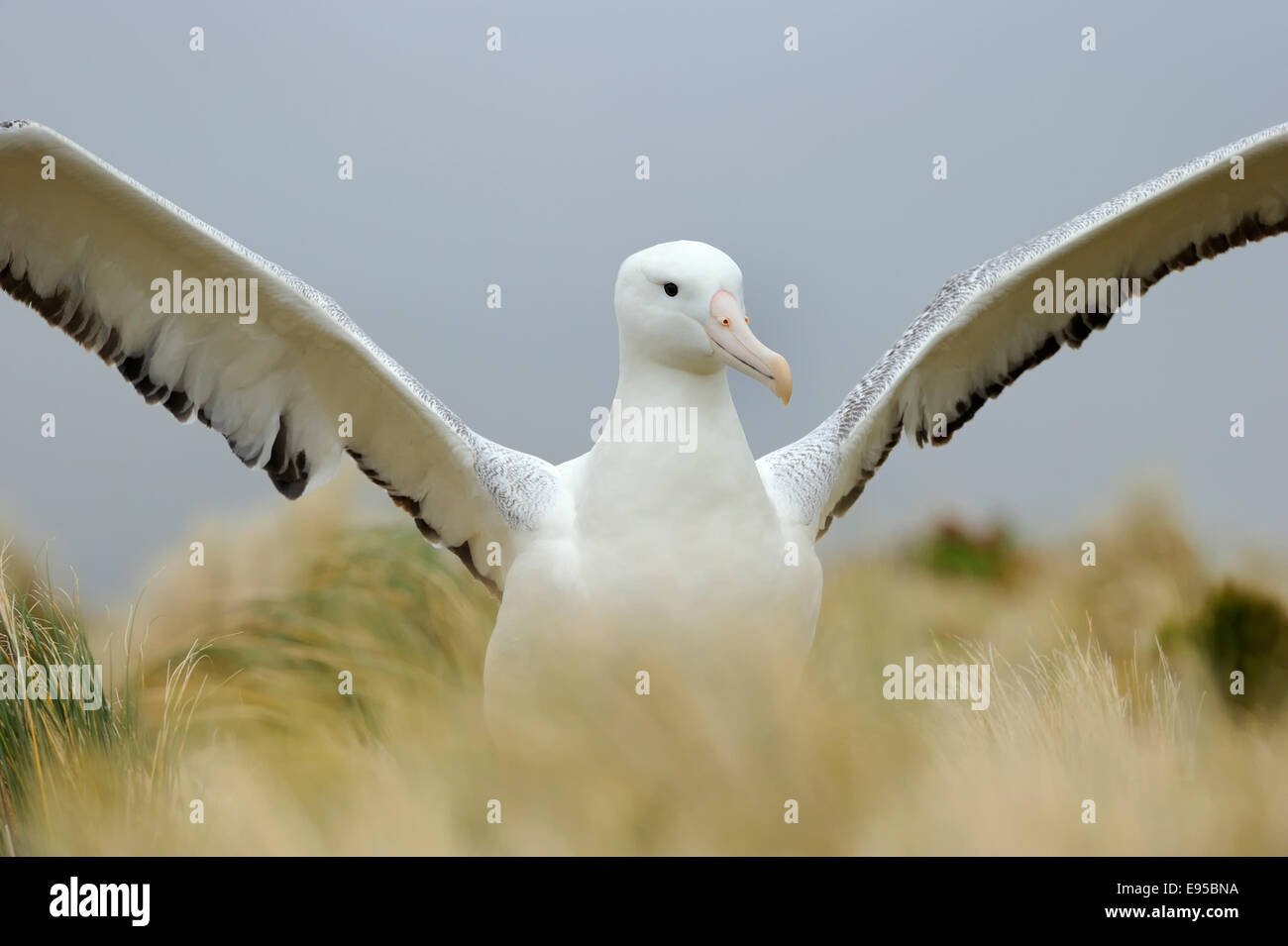 Southern Royal Albatross (Diomedea epomophora) diffondere le sue ali, sub-antartiche Campbell Island, Nuova Zelanda. Foto Stock