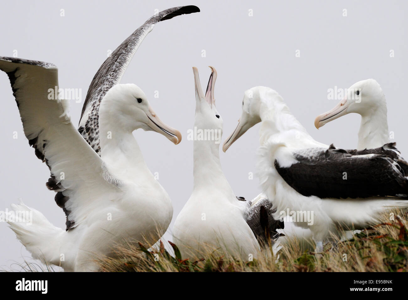Southern Royal albatri (Diomedea epomophora) visualizzazione in corrispondenza di corteggiamento in erba, sub-antartiche Campbell Island, Nuova Zelanda. Foto Stock