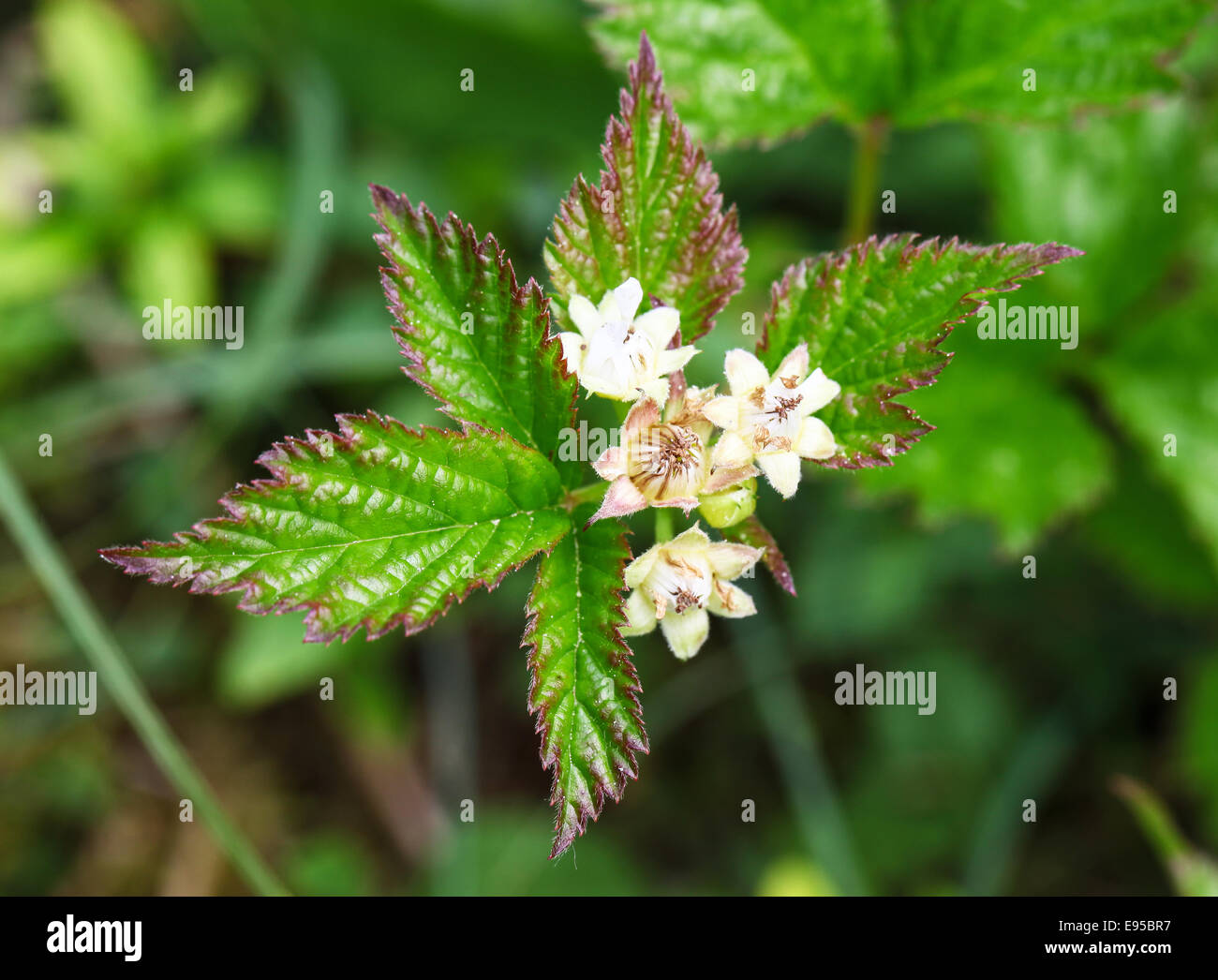 Il bianco dei fiori di un selvaggio di blackberry (Rubus fruticosus) boccola o rovo Foto Stock