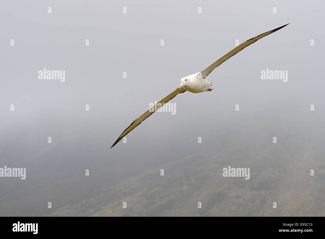 Southern Royal Albatross (Diomedea epomophora) battenti, sub-antartiche Campbell Island, Nuova Zelanda. Foto Stock