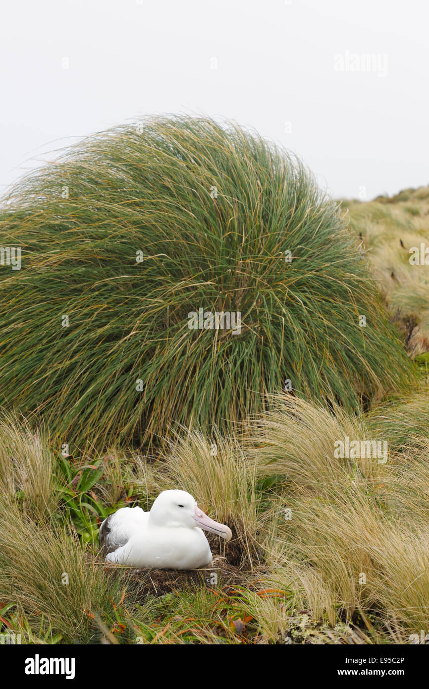 Southern Royal Albatross (Diomedea epomophora) di appoggio in unidentified Tussock grass (Poaceae), sub-antartiche Campbell Island, N Foto Stock