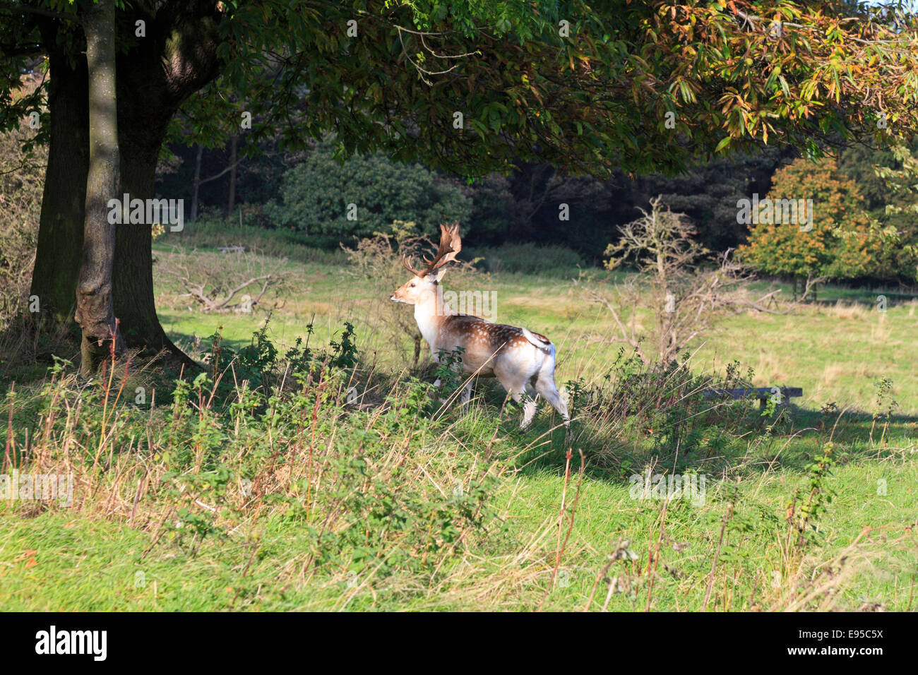 Daini buck, Dama Dama, nel Parco Stainborough, Barnsley, South Yorkshire, Inghilterra, Regno Unito. Foto Stock