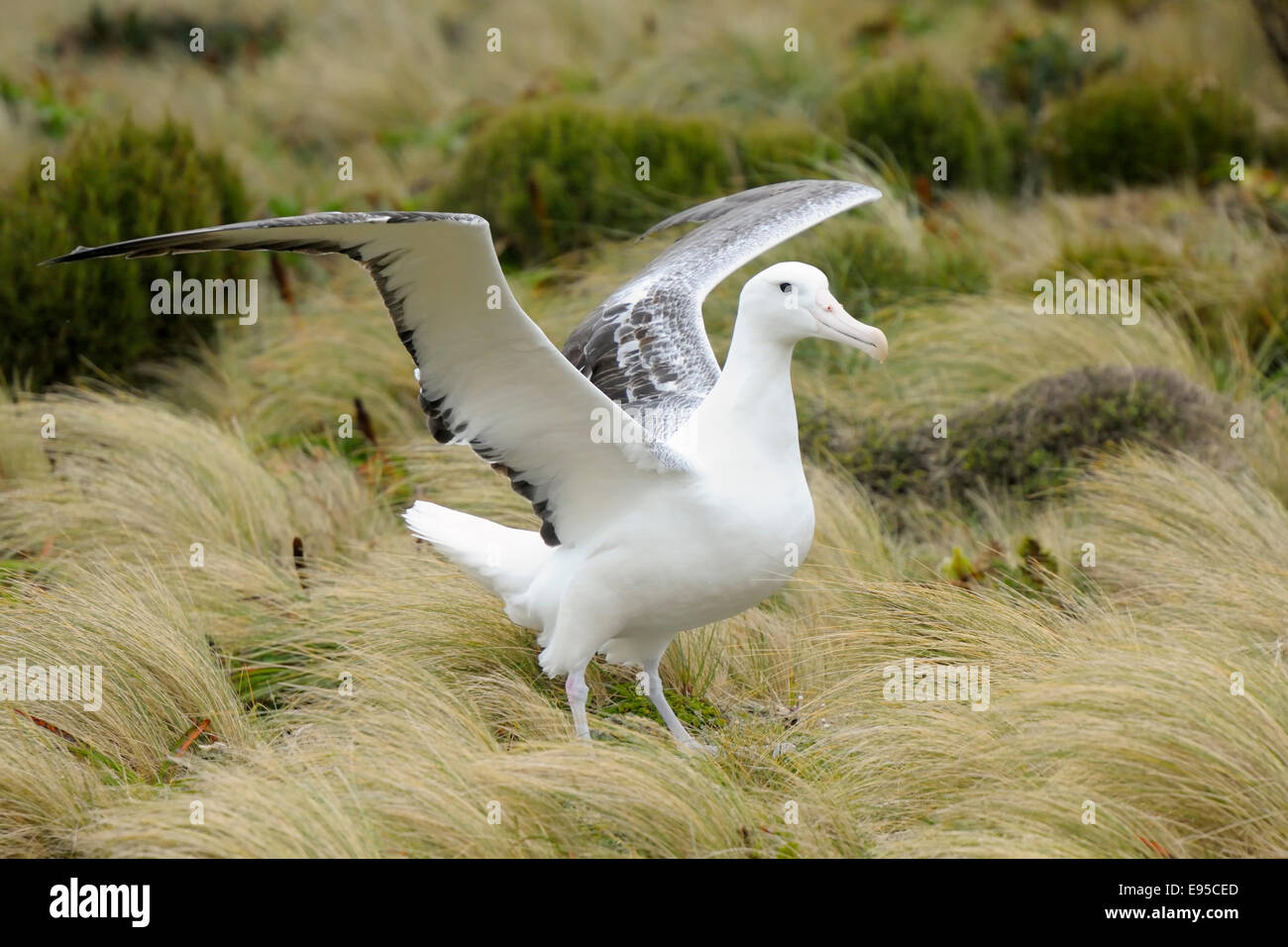 Southern Royal Albatross (Diomedea epomophora) diffondere le sue ali per prendere il largo, sub-antartiche Campbell Island, Nuova Zelanda. Foto Stock