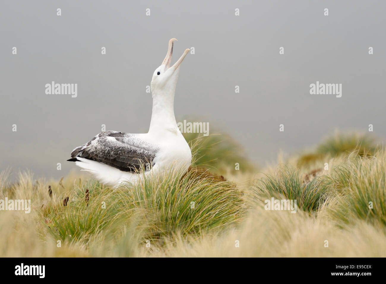 Southern Royal Albatross (Diomedea epomophora) Visualizzazione in erba, sub-antartiche Campbell Island, Nuova Zelanda. Foto Stock