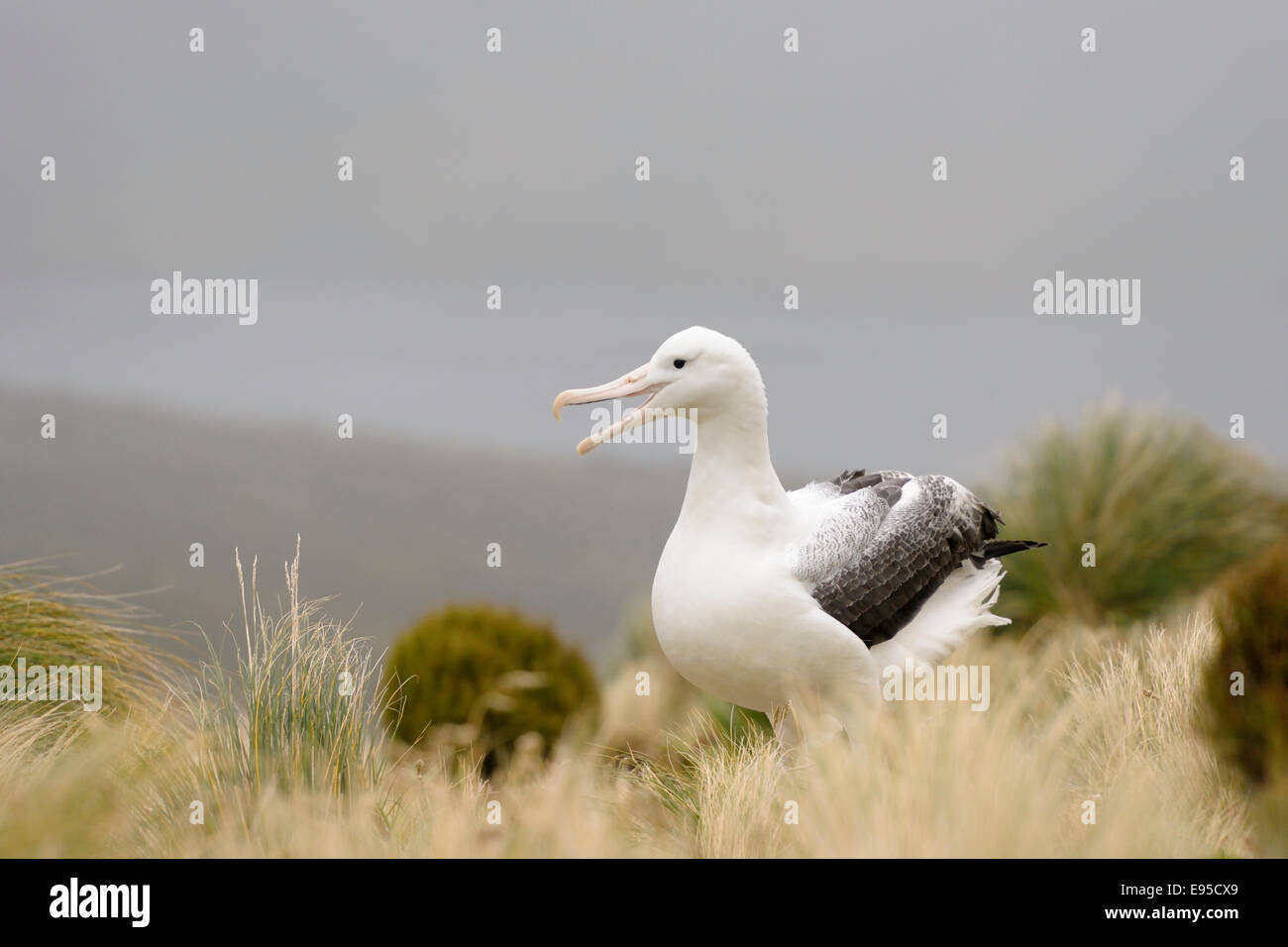Southern Royal Albatross (Diomedea epomophora) Visualizzazione in erba, sub-antartiche Campbell Island, Nuova Zelanda. Foto Stock