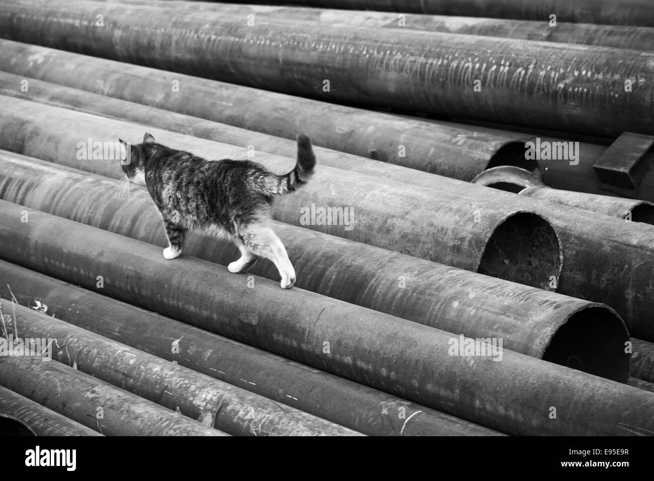 Un gatto che cammina su arrugginita industriali di tubi in acciaio posa sulla terra Foto Stock