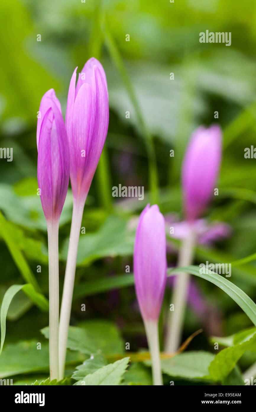Crocus. La Violetta fiori di primavera sul prato verde. Verticale foto macro con il fuoco selettivo Foto Stock