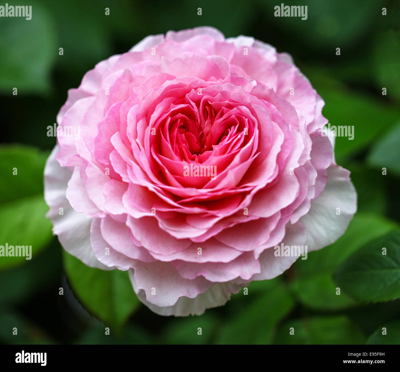 Il fiore rosa di un David Austin Tea Rose, Inghilterra, Regno Unito, 'James Galway', Foto Stock