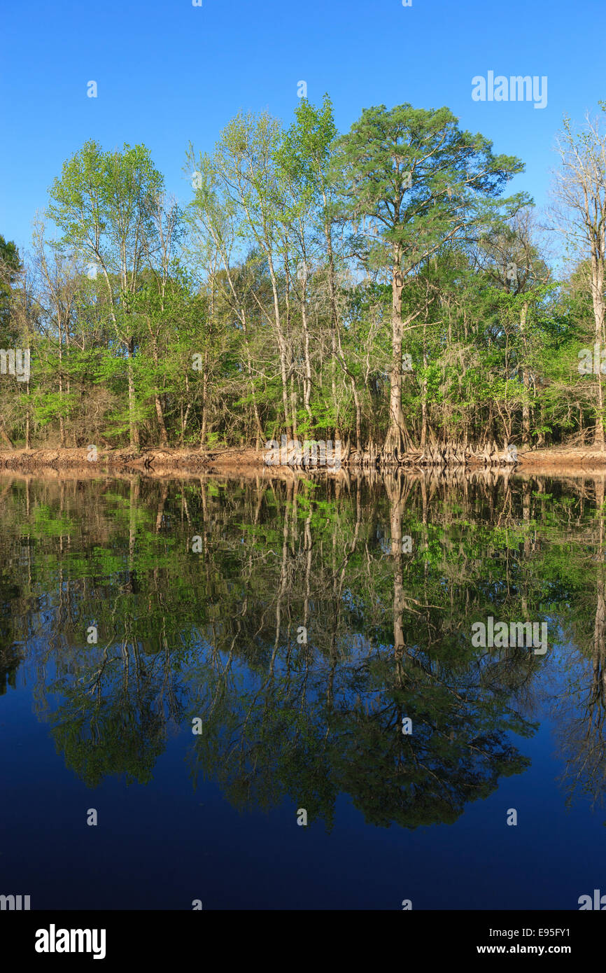 Cipresso calvo (Taxodium distichum) e ginocchia riflettendo in Bates fiume vecchio. Congaree National Park, Carolina del Sud, la molla. Foto Stock