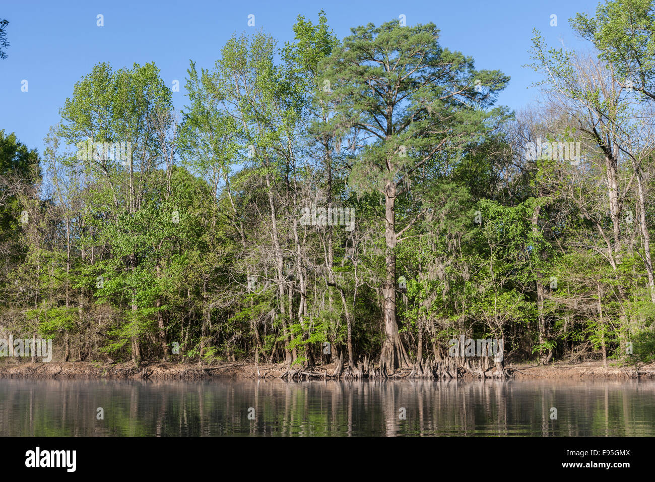 Cipresso calvo (Taxodium distichum) e ginocchia riflettendo in Bates fiume vecchio. Congaree National Park, Carolina del Sud, la molla. Foto Stock