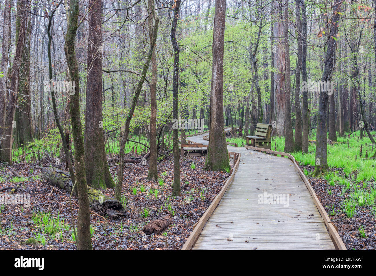 Congaree Parco Nazionale boardwalk attraverso un acqua Tupelo dominato area con inverdimento carici in primavera. Foto Stock