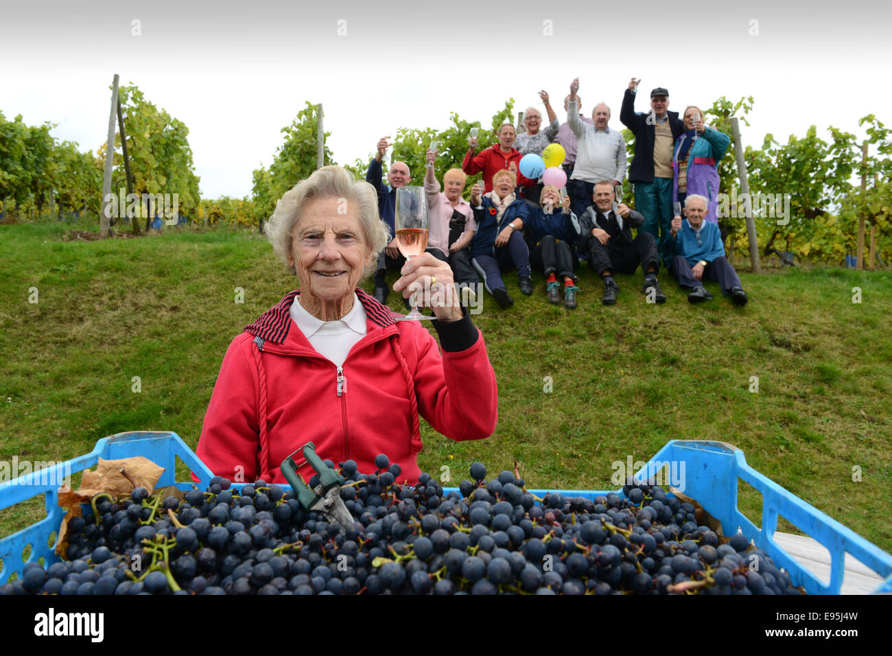 Vintage raccoglitrice di uva Ann Hawkins festeggia il suo compleanno 94th con altri volontari a Halfpenny verde vigneto nella regione delle West Midlands. Ann un ex insegnante Pattingham vivente sta aiutando con la vendemmia per oltre venti anni Foto Stock
