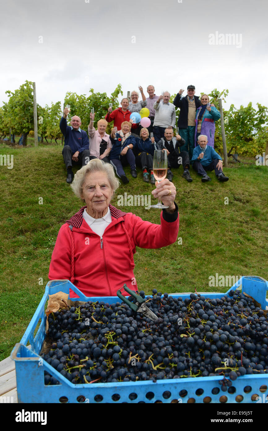 Vintage raccoglitrice di uva Ann Hawkins festeggia il suo compleanno 94th con altri volontari a Halfpenny verde vigneto nella regione delle West Midlands. Ann un ex insegnante Pattingham vivente sta aiutando con la vendemmia per oltre 20 Foto Stock