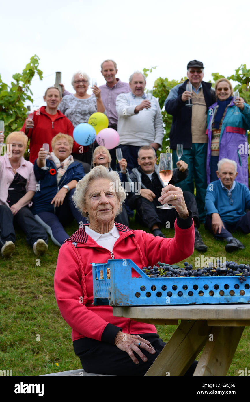 Vintage raccoglitrice di uva Ann Hawkins festeggia il suo compleanno 94th con altri volontari a Halfpenny verde vigneto nella regione delle West Midlands. Ann un ex insegnante Pattingham vivente sta aiutando con la vendemmia per oltre 20 Foto Stock