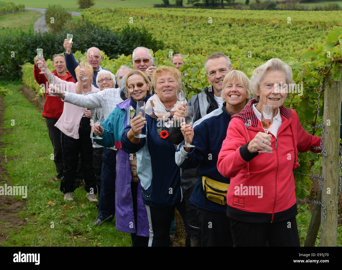 Vintage raccoglitrice di uva Ann Hawkins festeggia il suo compleanno 94th con altri volontari a Halfpenny verde vigneto nella regione delle West Midlands. Ann un ex insegnante Pattingham vivente sta aiutando con la vendemmia per oltre venti anni Foto Stock