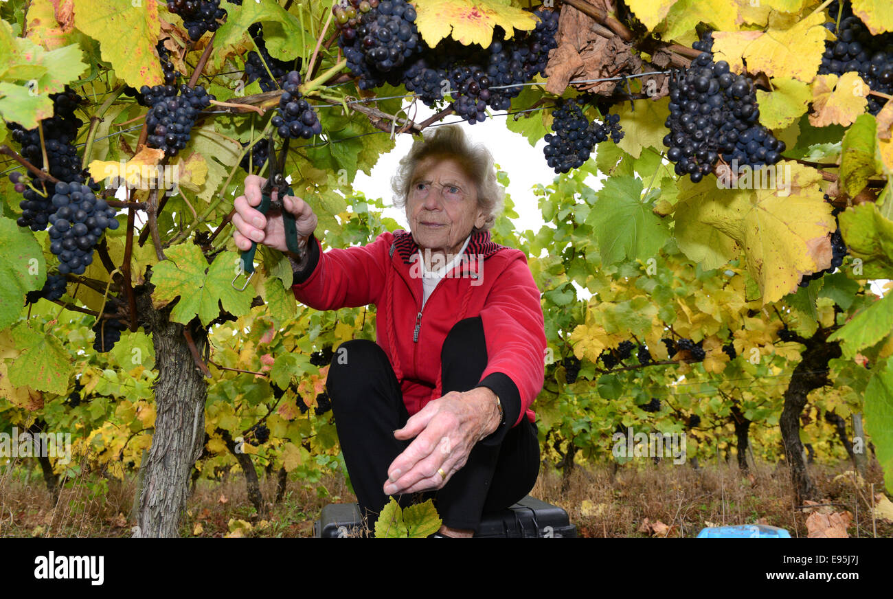 Vintage raccoglitrice di uva Ann Hawkins festeggia il suo compleanno 94a raccogliere le uve a Halfpenny verde vigneto nella regione delle West Midlands. Foto Stock