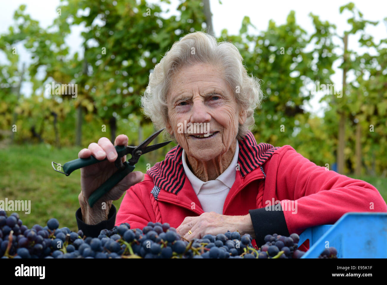 Vintage raccoglitrice di uva Ann Hawkins festeggia il suo compleanno 94a raccogliere le uve a Halfpenny verde vigneto nella regione delle West Midlands. Foto Stock
