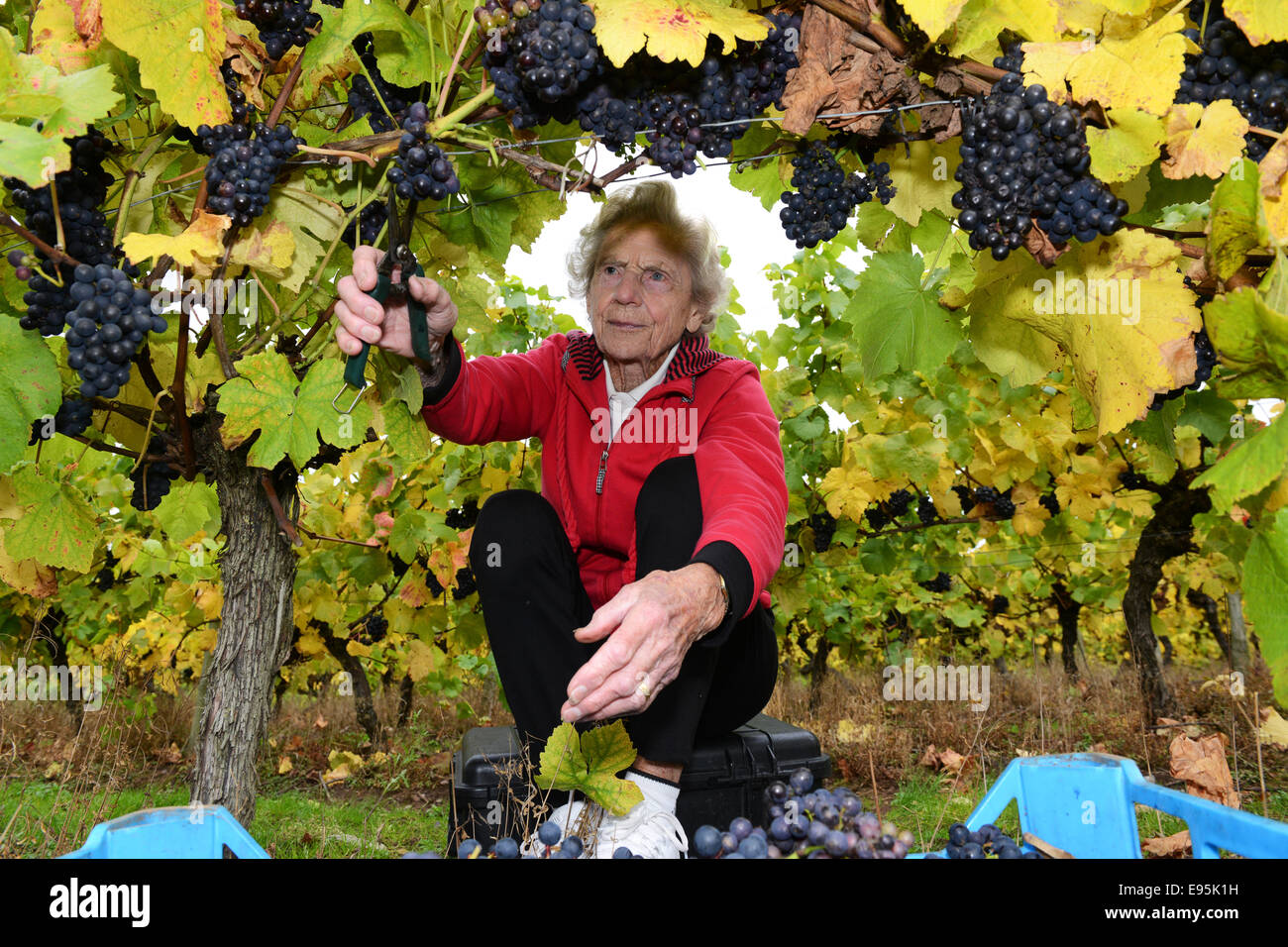 Vintage raccoglitrice di uva Ann Hawkins festeggia il suo compleanno 94a raccogliere le uve a Halfpenny verde vigneto nella regione delle West Midlands. Ann un ex insegnante Pattingham vivente sta aiutando con la vendemmia per oltre vent anni . Foto Stock