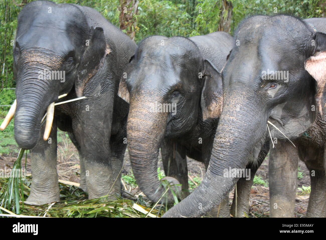 3 elefanti di Sumatra Foto Stock