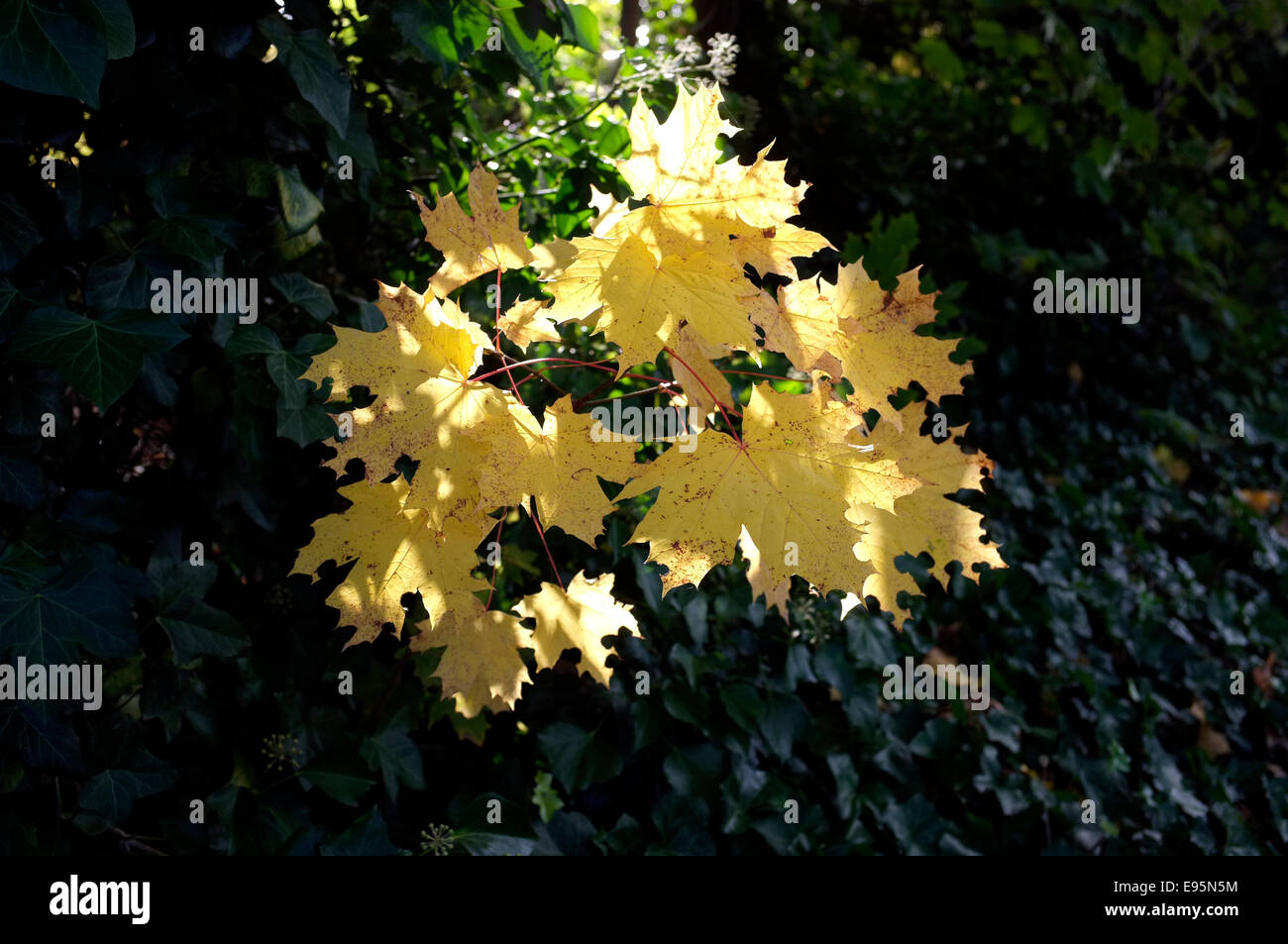 Una collezione di foglie girando di colore giallo, retro illuminata con la luce del sole. Foto Stock
